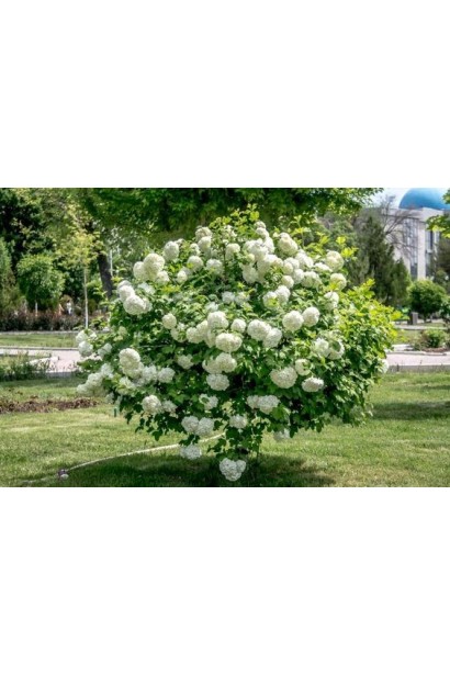 Калина обыкновенная Розеум